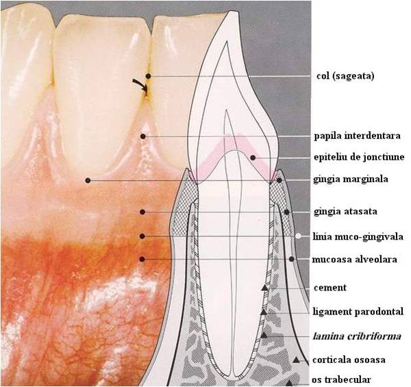 Țesuturile de susținere ale dintelui